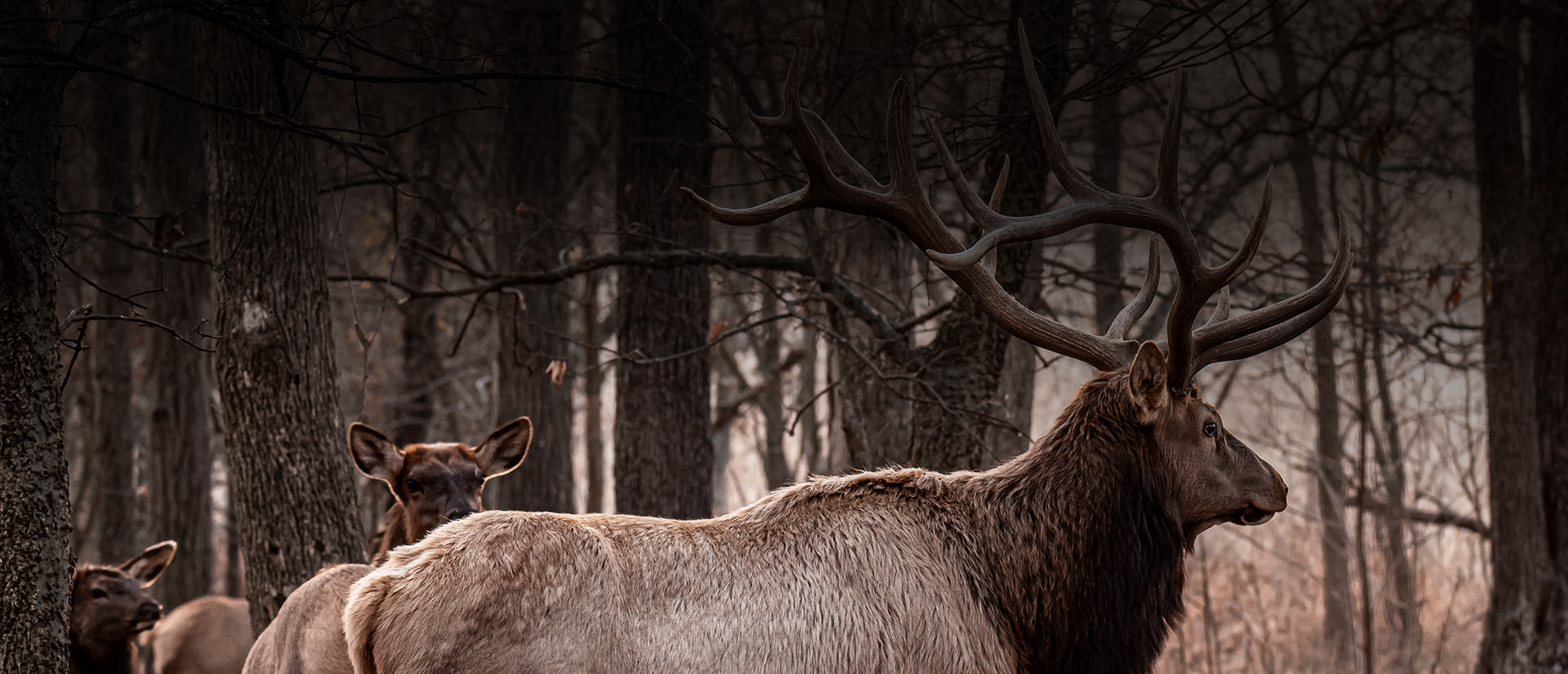 Largest Elk In The World Samsons Mountain Whitetail Deer