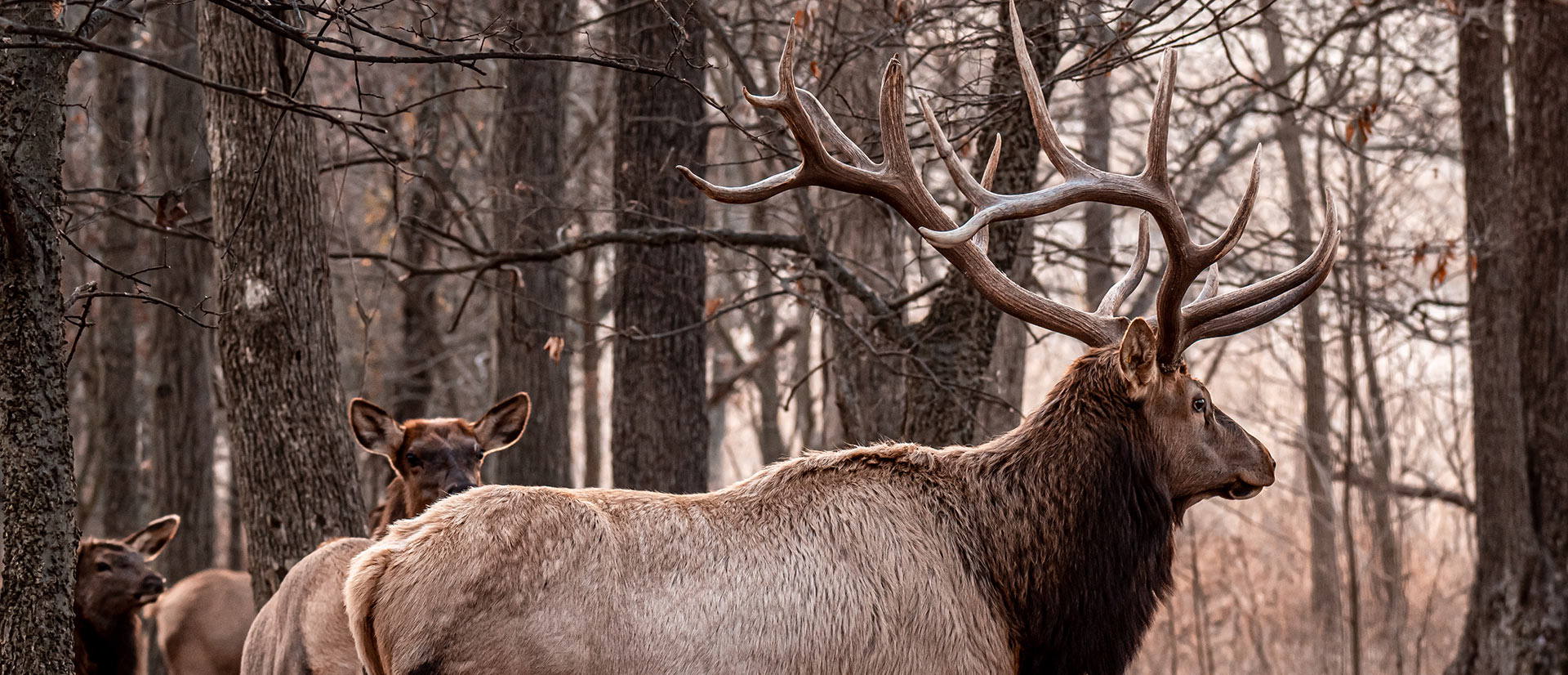 Large Elk Samsons Mountain Whitetail Deer