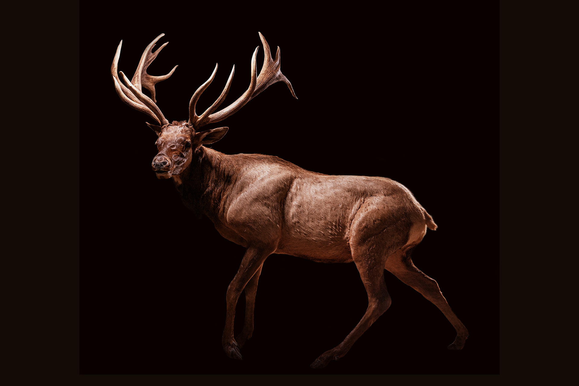 Full Body Elk Mount Samsons Mountain Whitetail Deer