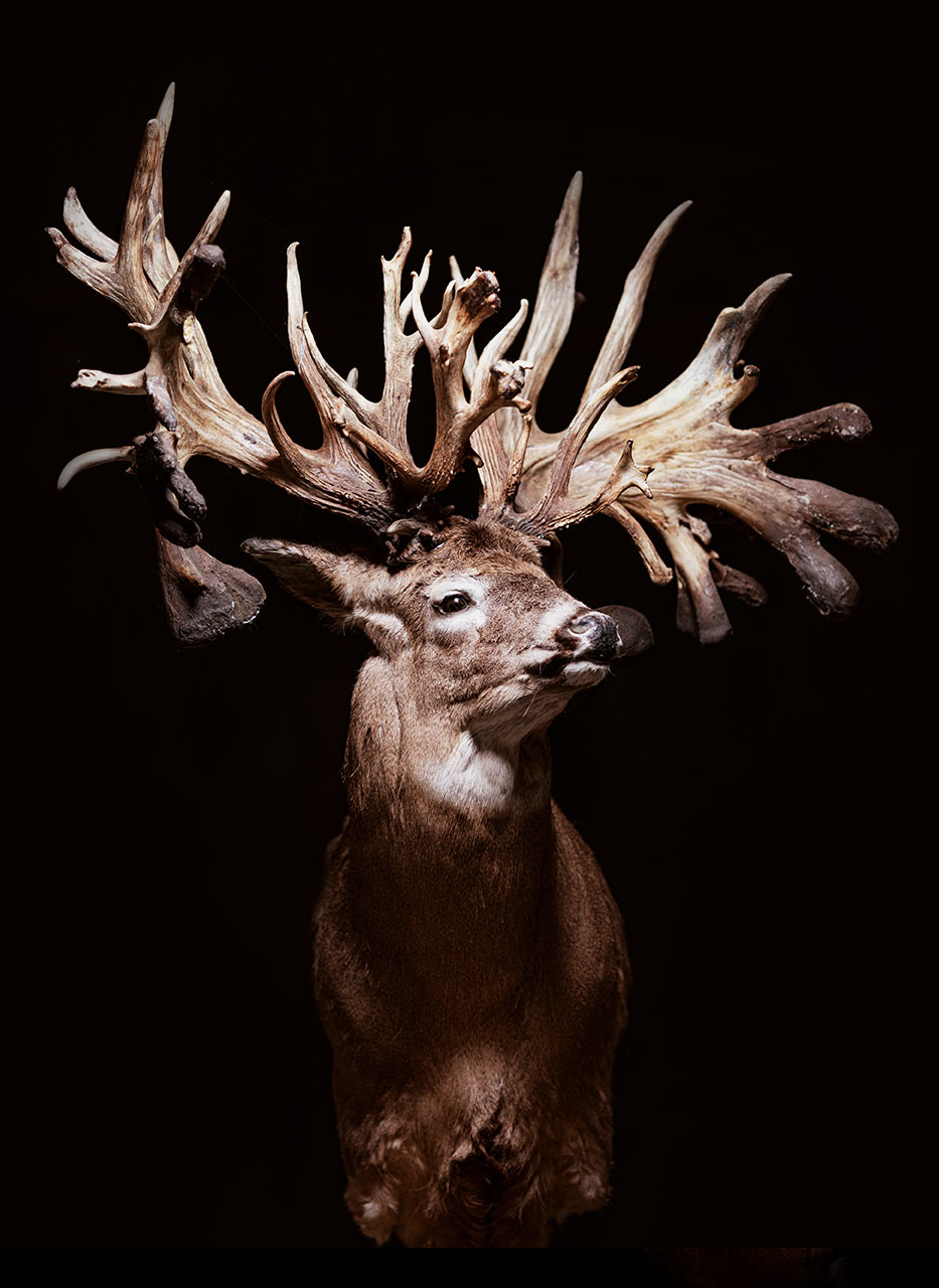 King of The Mountain Largest Deer In The World Samsons Mountain Whitetail Deer