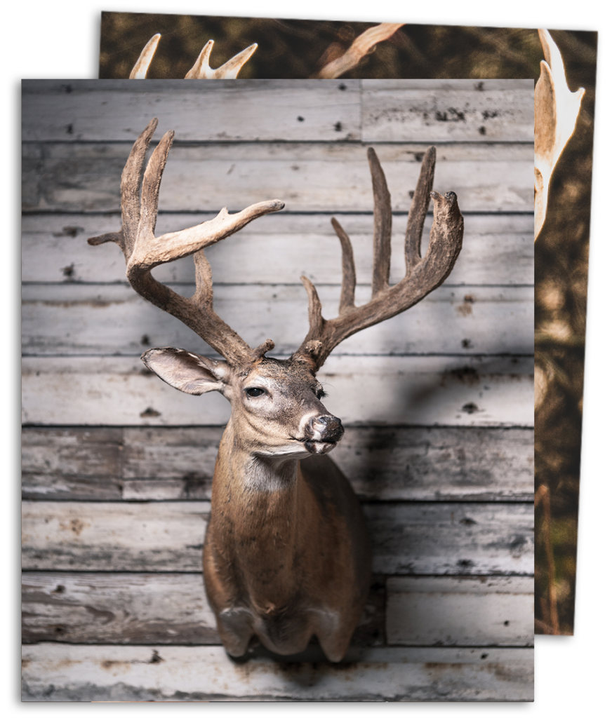 Deer Shoulder Mount Samsons Mountain Whitetail Deer