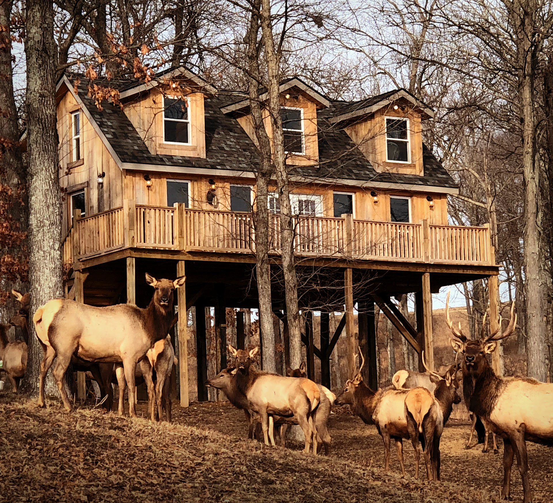 Hunting Cabin For Rent In Southern Illinois Samsons Mountain Whitetail Deer