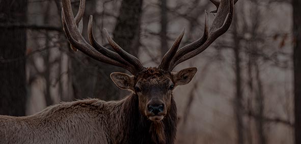 Largest Elk In The World Samsons Mountain Whitetail Deer