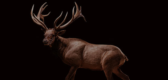 Full Body Elk Mount Samsons Mountain Whitetail Deer