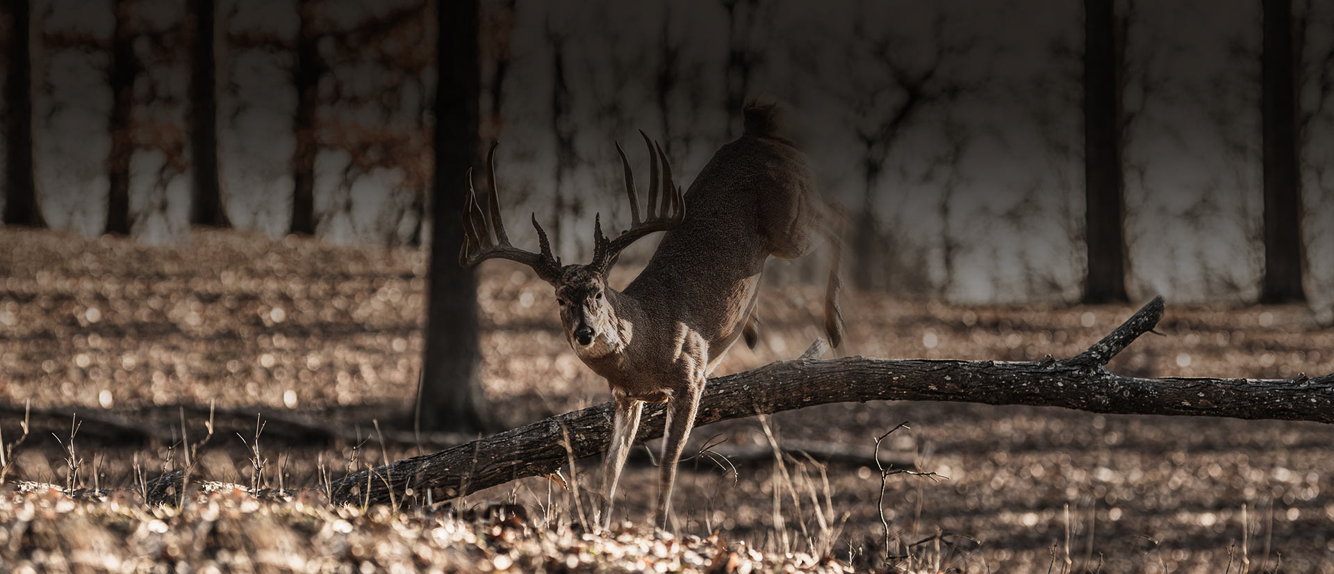 Large Whitetail Deer Samsons Mountain Whitetail Deer