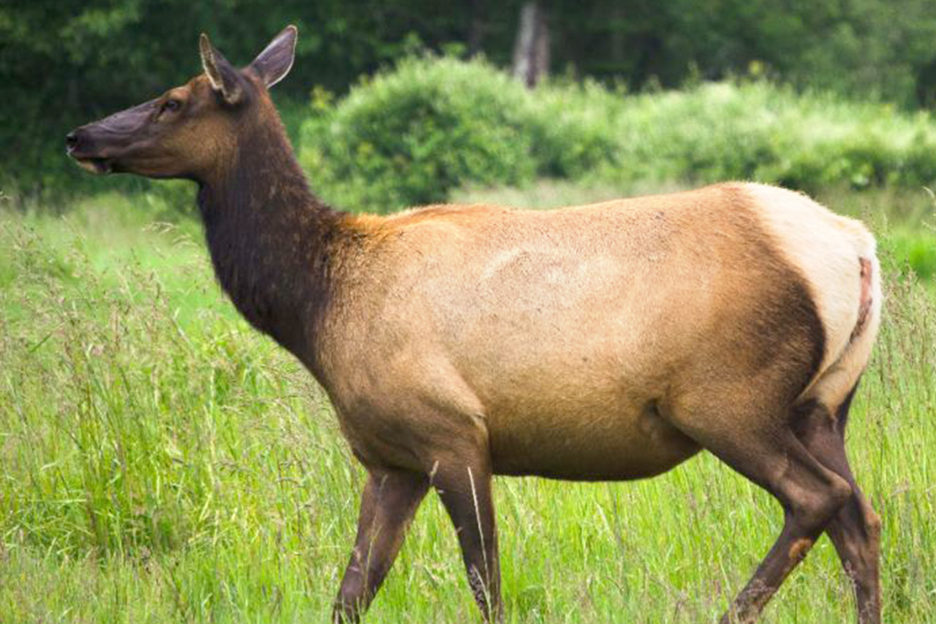 Huge Elk Cow Samsons Mountain Whitetail Deer