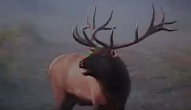 Large Elk Samsons Mountain Hunting Grounds