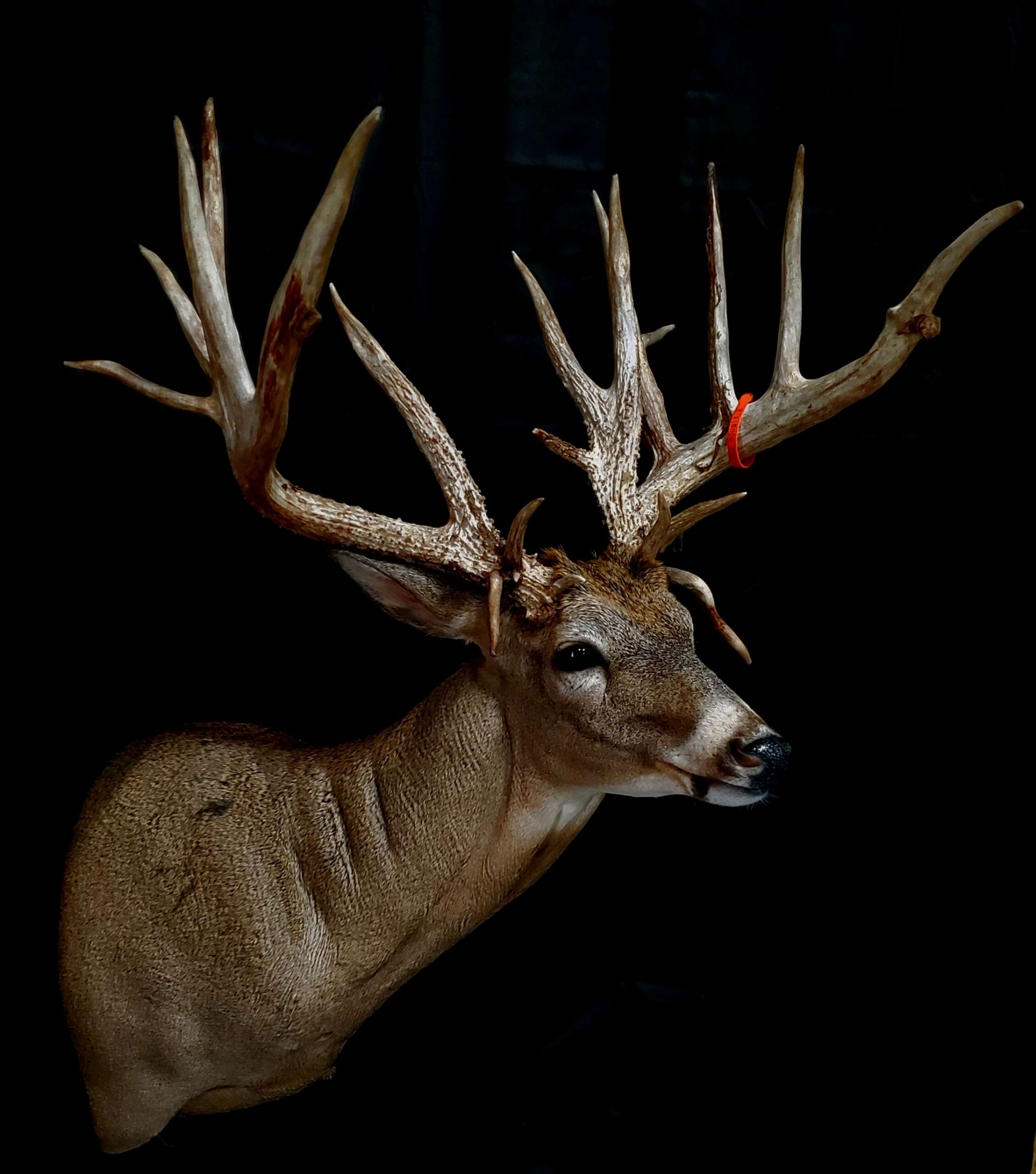 Giant Whitetail Typical Shoulder Mount 2